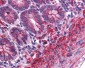 MTCH2 Antibody (N-Terminus)